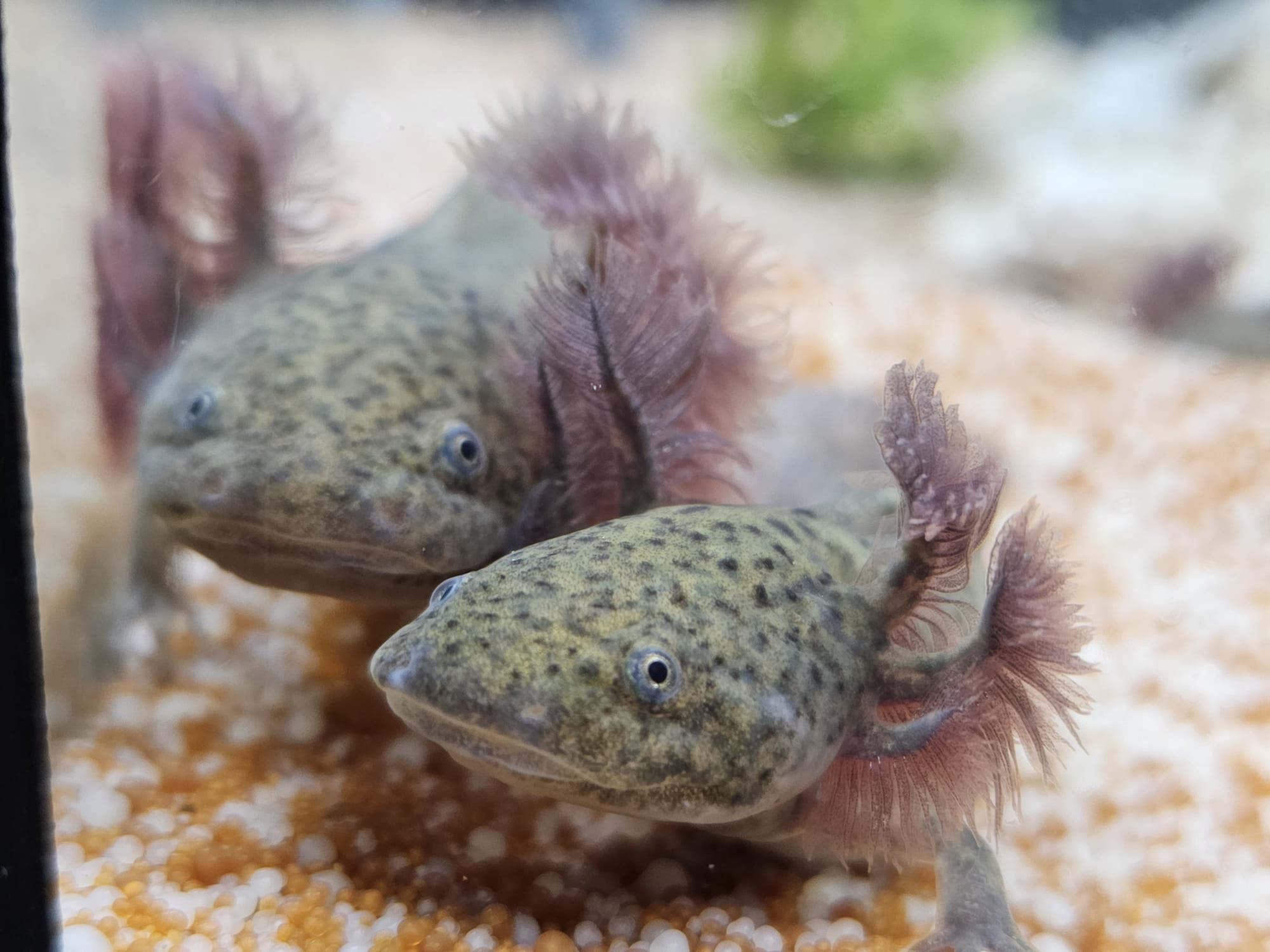 Zwei Axolotl im Aquarium der Hexenstube